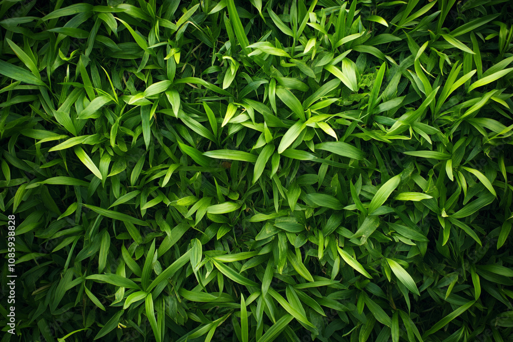 Lush Green Grass Blades Densely Packed Together Lush Green Grass Blades Densely Packed Together