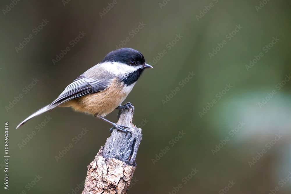 Obraz premium Black-capped Chickadee (Poecile atricapillus). Western Oregon