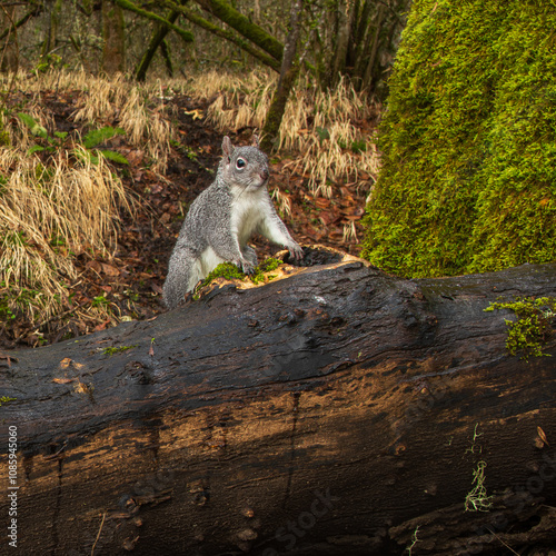 Western gray squirrel (Sciurus griseus). Western Oregon photo