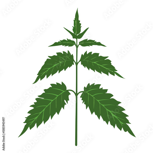Simple flat 2D icon nettle branch isolated on a white background, vector, flat design, animation design, vector, animation design, simple flat 2D icon, minimalist icon, AI icon design