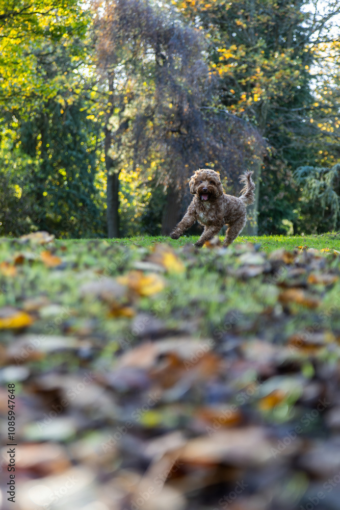 Obraz premium Cockapoo Dog Running Wild in the Woods, Living His Best Life