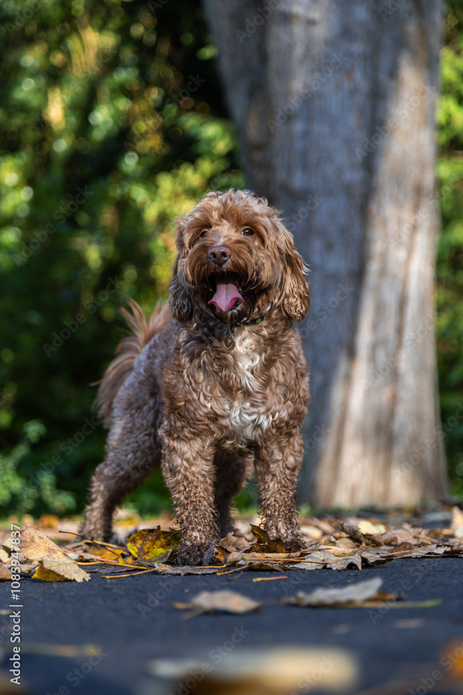 Cockapoo Dog Running Wild in the Woods, Living His Best Life Cockapoo Dog Running Wild in the Woods, Living His Best Life