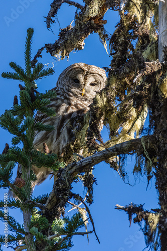 Barred owl (Strix varia) in Mt Jefferson Wilderness, Oregon. photo