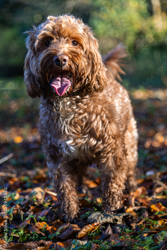 Cockapoo Dog Running Wild in the Woods, Living His Best Life Cockapoo Dog Running Wild in the Woods, Living His Best Life