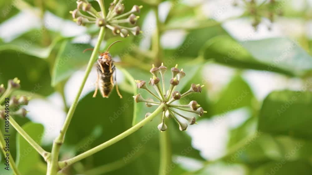 african wasp in super slow motion african wasp in super slow motion