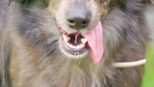 dog tongue in slow motion