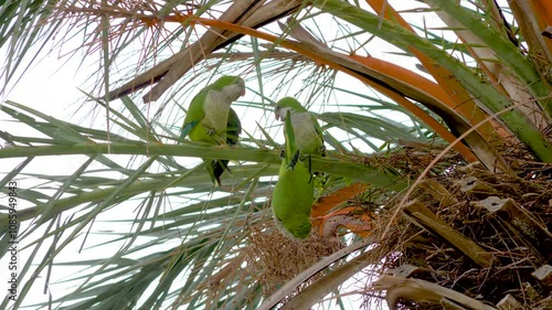  Argentine parrots in a palm tree in spain pest invasive species 