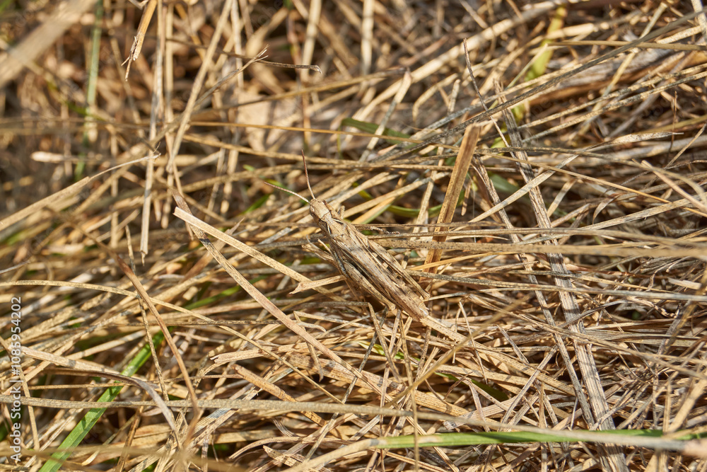 Locust are sitting in the grass on the lawn. Locust, acrides - several species of insects of the family of true locusts (Acrididae). Locust are sitting in the grass on the lawn. Locust, acrides - several species of insects of the family of true locusts (Acrididae).