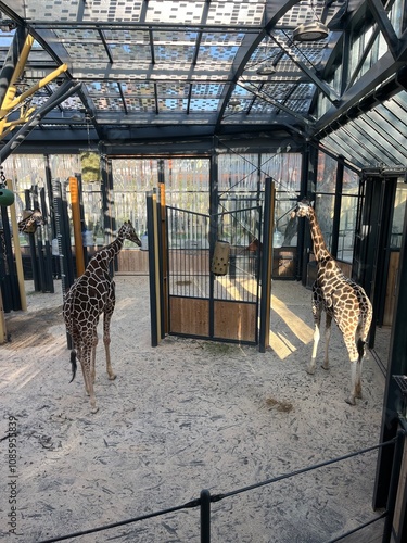 Photography giraffe in the zoo