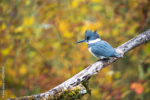 Belted Kingfisher (Megaceryle alcyon) hunting during the Fall.  Western Oregon. photo