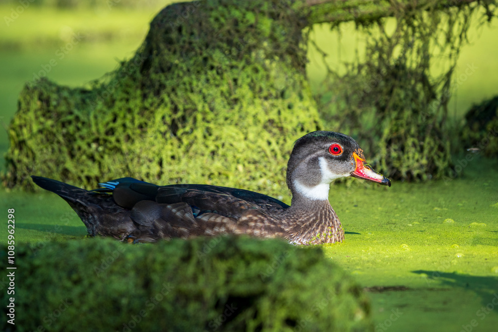 Female Wood Ducks (Aix sponsa) searching for her mate, in the spring. Western Oregon. Female Wood Ducks (Aix sponsa) searching for her mate, in the spring. Western Oregon.