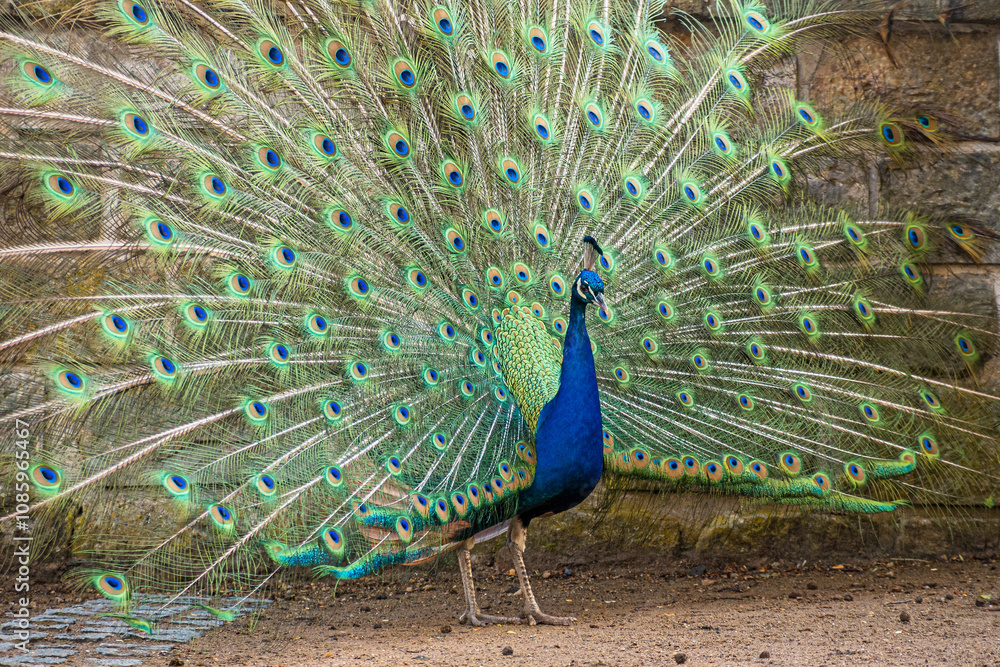 Obraz premium Blauer Pfau