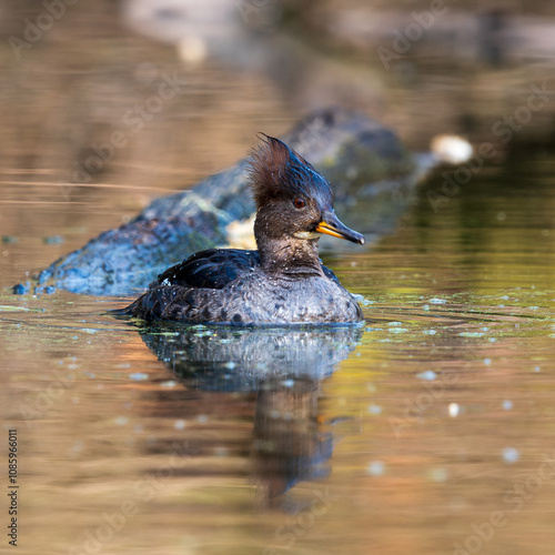 Female Hooded Mergansers (Lophodytes cucullatus) feeding..Western Oregon. photo