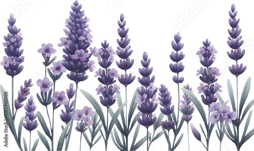 Picture with lavender in watercolor style. Lavender branches