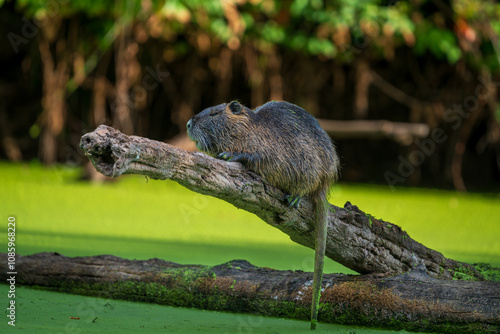 Nutria, aka Coypu (Myocastor coypus) is an invasive species in Western Oregon.
