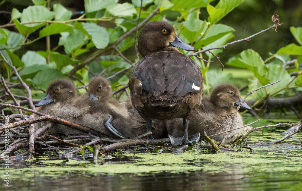 tufted ducks in the nest, duck mum with little ducklings, duck family on the shore, dark brown duck mum with her ducklings, dark brown ducks, Aythya fuligula female