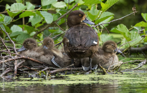 tufted ducks in the nest, duck mum with little ducklings, duck family on the shore, dark brown duck mum with her ducklings, dark brown ducks, Aythya fuligula female photo