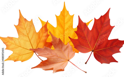 maple leaf isolated on transaparent background 