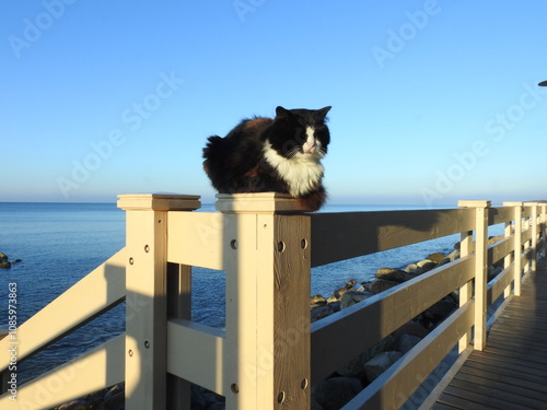 majestic black and white cat on the sea enbankment photo