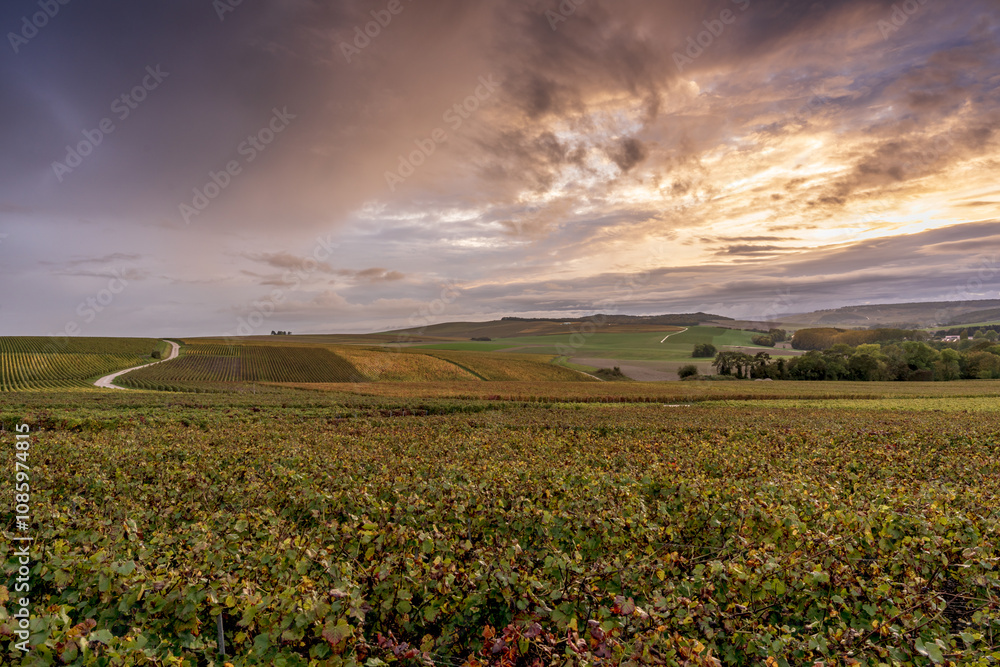 photo de paysage viticole, une soirée d'automne avec de magnifiques lumières photo de paysage viticole, une soirée d'automne avec de magnifiques lumières