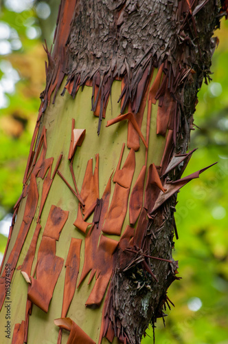 Bark of the Pacific Madrone (Arbutus menziesii) in western Oregon
