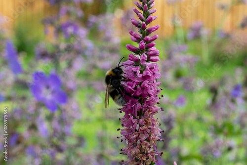 pollinators