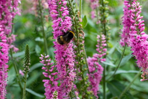 pollinators