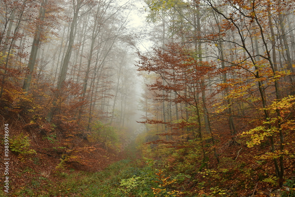 Nebelwald