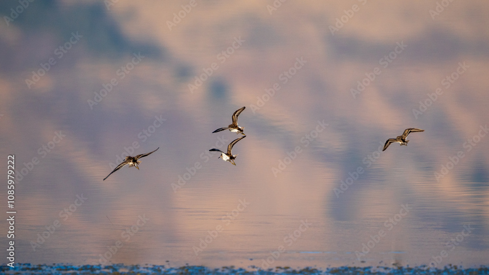 Obraz premium Western Sandpipers (Calidris mauri) flying along the shoreline during fall migration. Summer Lake Management Area, Oregon
