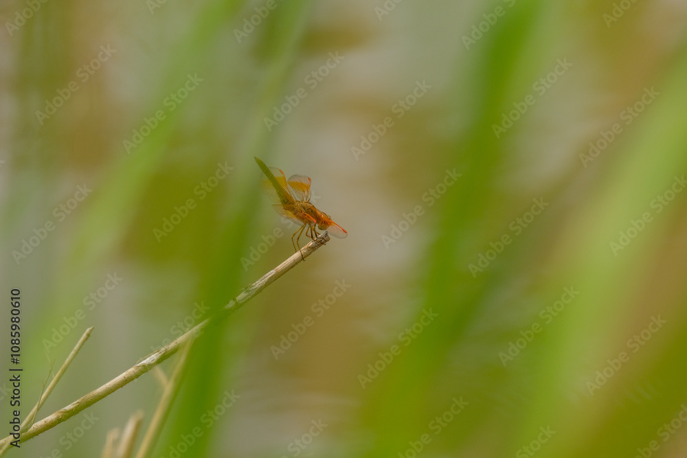 dragonfly on a leaf dragonfly on a leaf