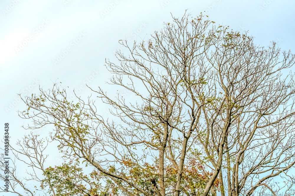 A tree crown against a blue sky creates a stunning visual of nature’s elegance. The vibrant green foliage contrasts beautifully with the clear, azure backdrop, as sunlight filters through the leaves A tree crown against a blue sky creates a stunning visual of nature’s elegance. The vibrant green foliage contrasts beautifully with the clear, azure backdrop, as sunlight filters through the leaves