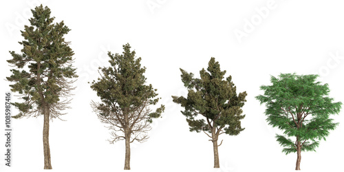 3d illustration Taxodium,Sciadopitys trees on transparent background photo