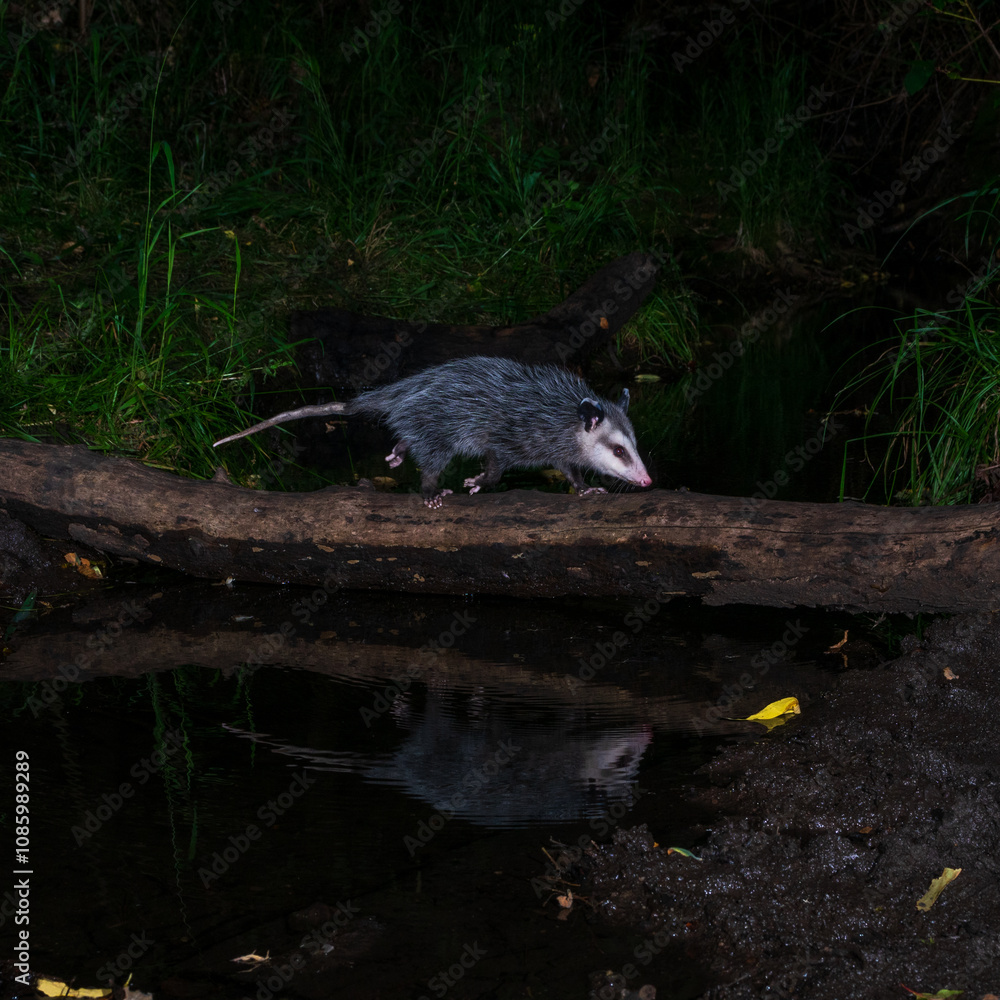 Virginia Opossum (Didelphis virginiana) crossing a creek at night with reflection. Virginia Opossum (Didelphis virginiana) crossing a creek at night with reflection.