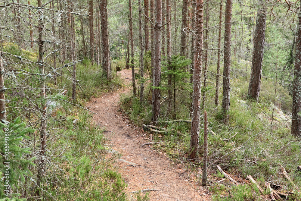 Fototapeta premium Path