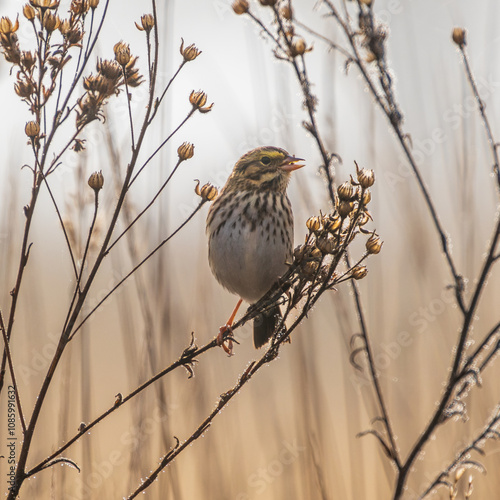 Savannah Sparrow (Passerculus sandwichensis) feeding on native Tarweed  (Madia sativa) seeds in the fall..Finley National Widllife Refuge, Oregon. photo