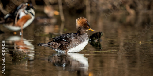 Female Hooded Merganser (Lophodytes cucullatus)..Western Oregon. photo