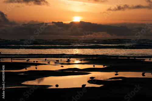 Western Sandpipers  and Dulins (Calidris sp.) at sunset. Washington photo