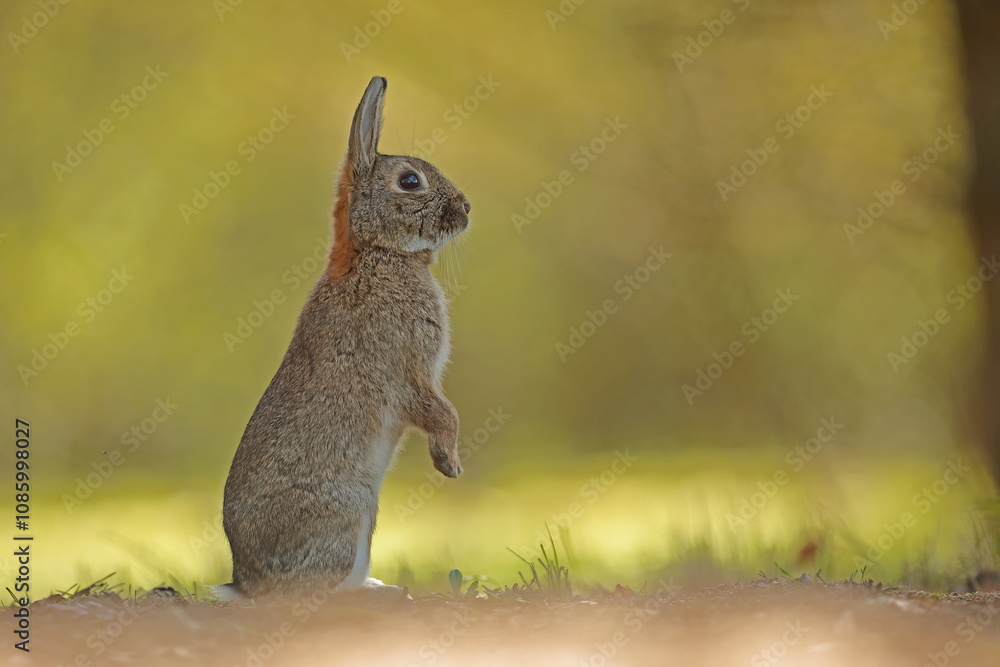 Królik europejski, królik dziki (Oryctolagus cuniculus), rabbit
