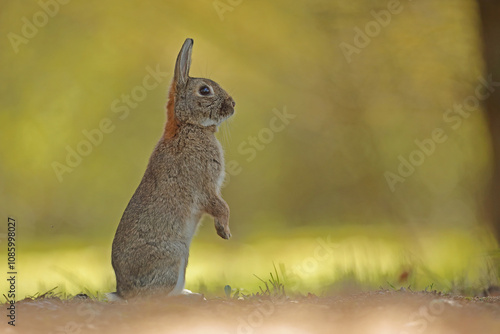 Obraz na płótnie Królik europejski, królik dziki (Oryctolagus cuniculus), rabbit w salonie
