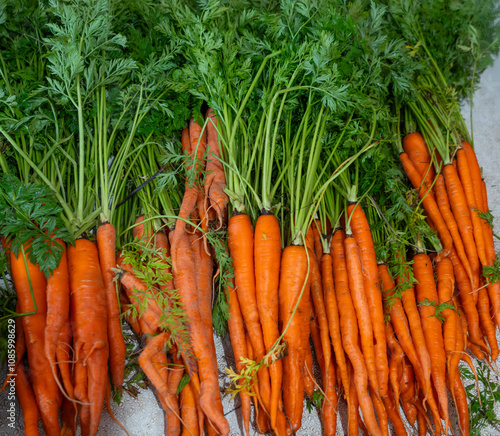 fresh and sweet carrot in bunches