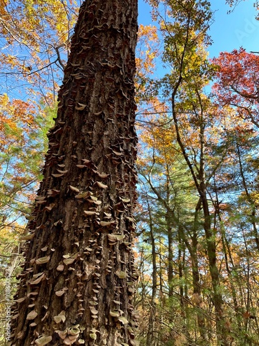 Tree in autumn forest 