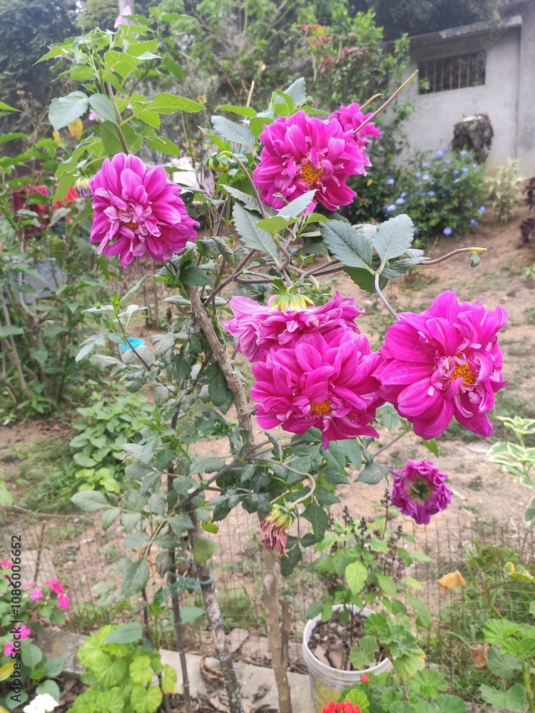 flowers in a garden flowers in a garden