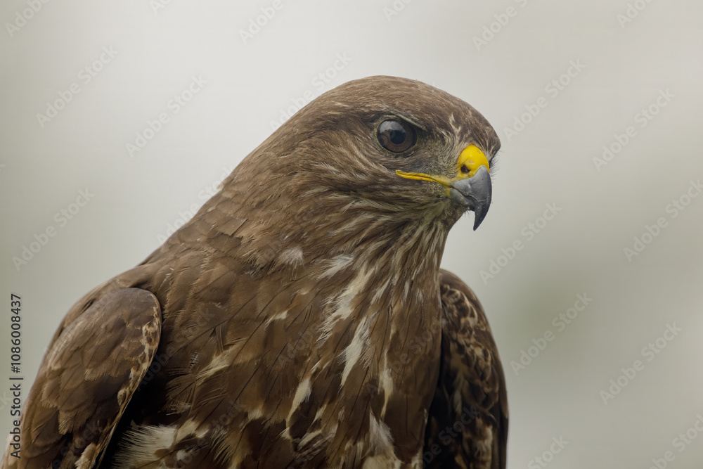 Close-up of Common Buzzard with Detailed Plumage and Sharp Gaze Close-up of Common Buzzard with Detailed Plumage and Sharp Gaze