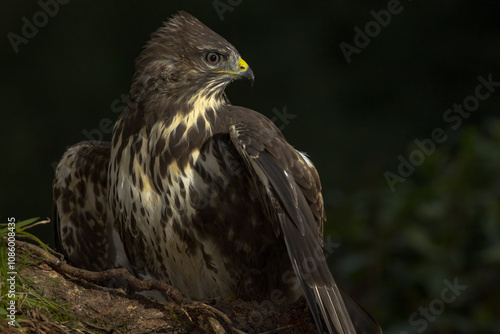 Eurasian buzzard perched on a branch against blurred foliage photo