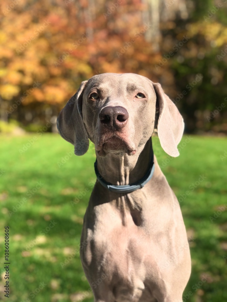 Weimaraner Dog Portrait Face Weimaraner Dog Portrait Face