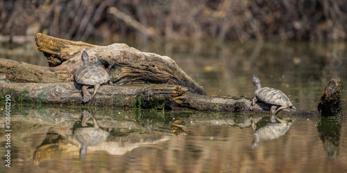 Western Pond Turtle (Actinemys marmorata) sunning on a log in Western Oregon. They are listed as a sensitive/critical species in Oregon.