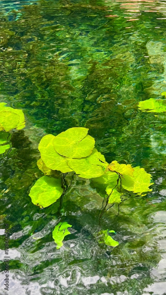 Underwater Lilly leaves Underwater Lilly leaves
