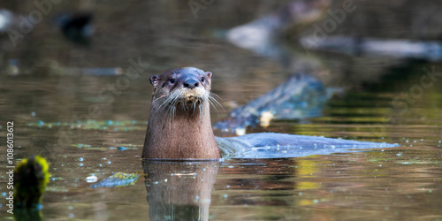 Foto River Otter (Lutra canadensis) in a slough in Western Oregon.