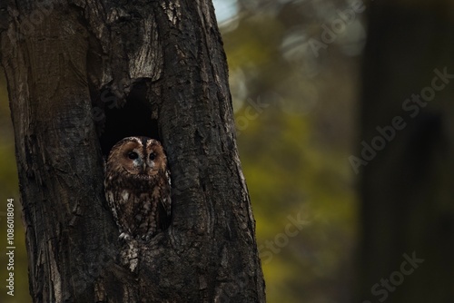 brown owl - tawny owl