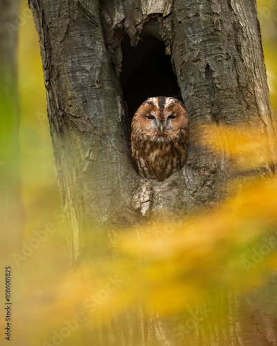 brown owl - tawny owl photo